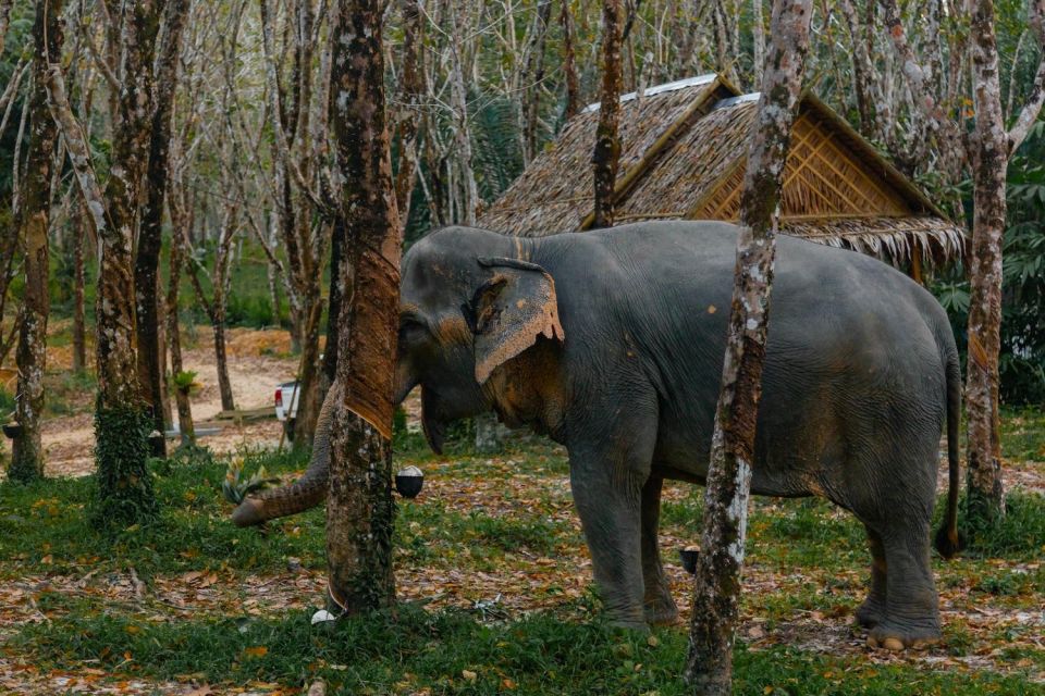 Khao Lak: 1-Hour Elephant Sanctuary Eco-Journey With Shuttle - Inclusion and Requirements