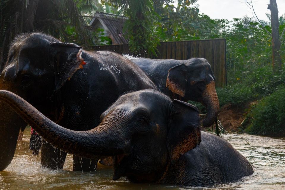 Khao Lak: 1-Hour Elephant Sanctuary Eco-Journey With Shuttle - Frequently Asked Questions