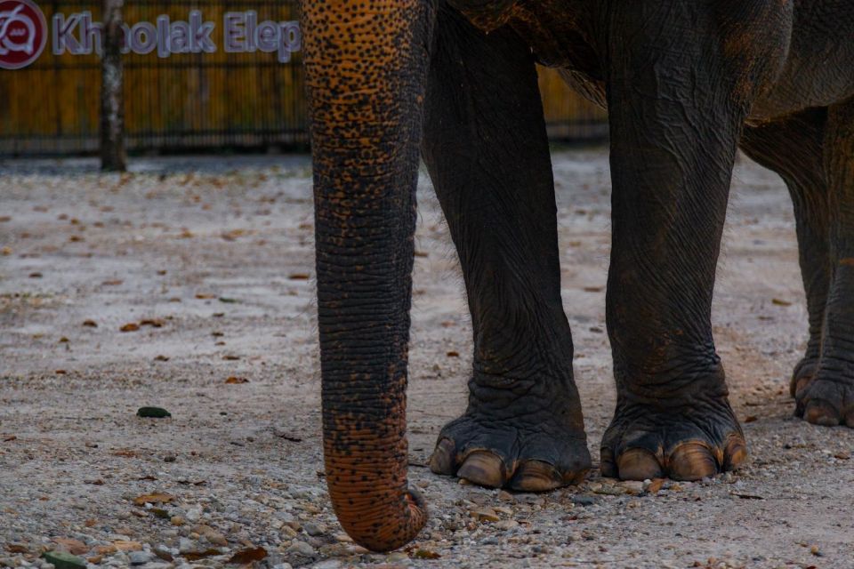 Khao Lak: 2-Hour Elephant Sanctuary Eco-Walk With Guided - Transportation