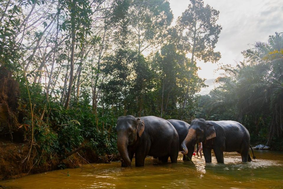 Khao Lak: 2-Hour Elephant Sanctuary Eco-Walk With Guided - Sanctuary Ethos