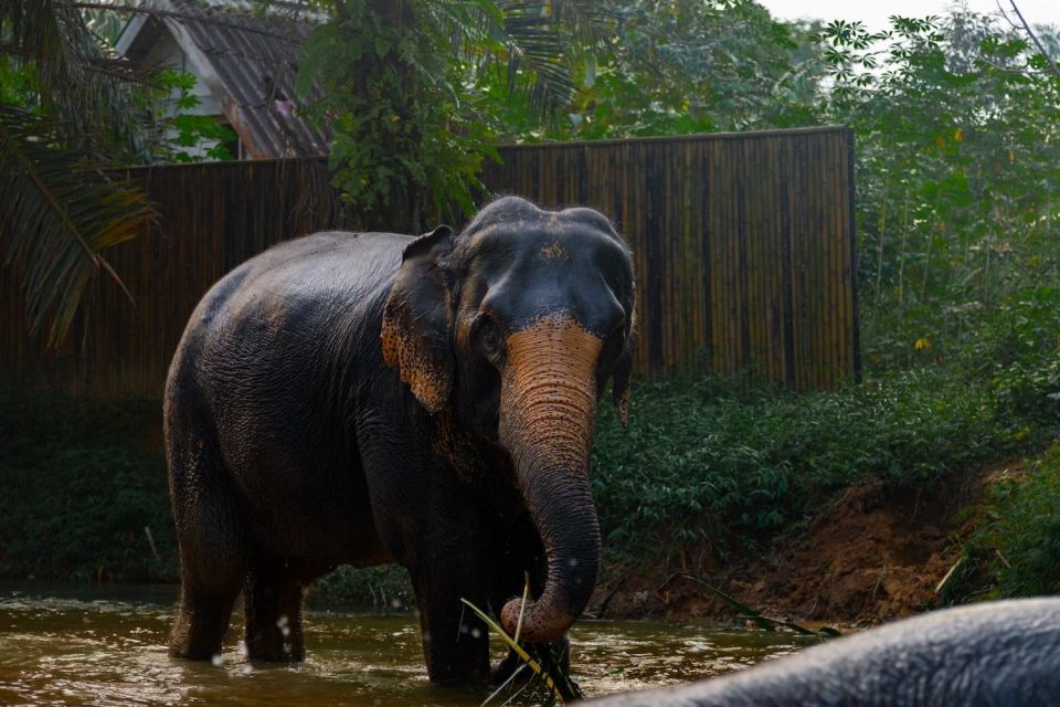 Khao Lak: 2-Hour Elephant Sanctuary Eco-Walk With Guided - Guided Jungle Walk
