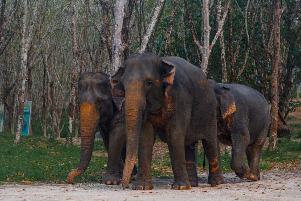 Khao Lak: 2-Hour Elephant Sanctuary Eco-Walk With Guided - Frequently Asked Questions