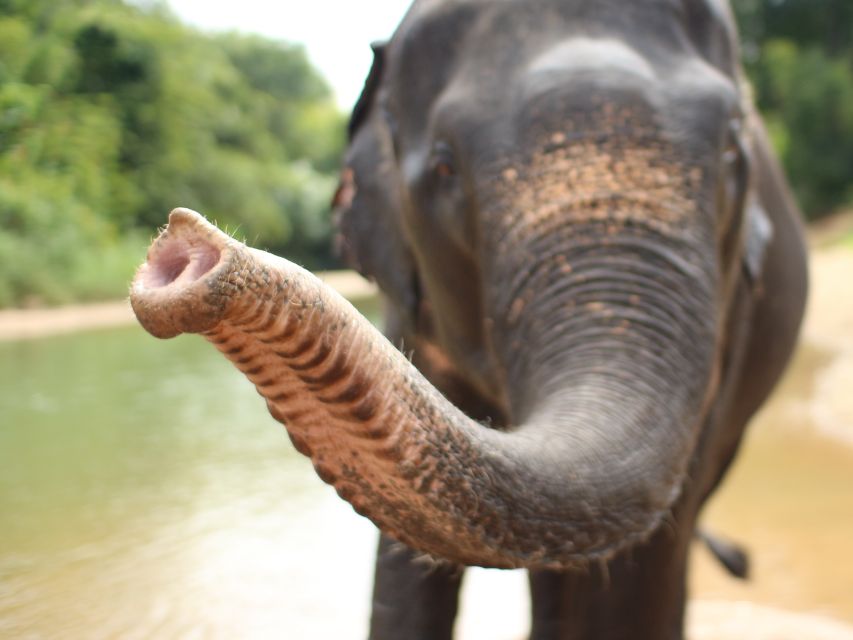 Khao Lak: Bamboo Rafting, Elephants, and Turtle Center Tour - Exploring Lampi Waterfall