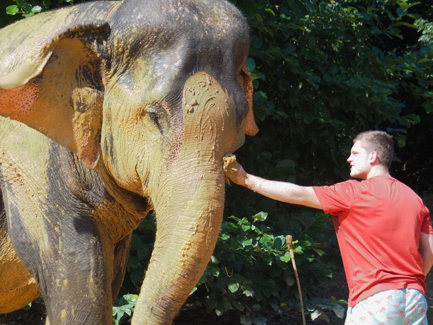 Khao Lak: Bamboo Rafting, Elephants, and Turtle Center Tour - Interacting With Elephants