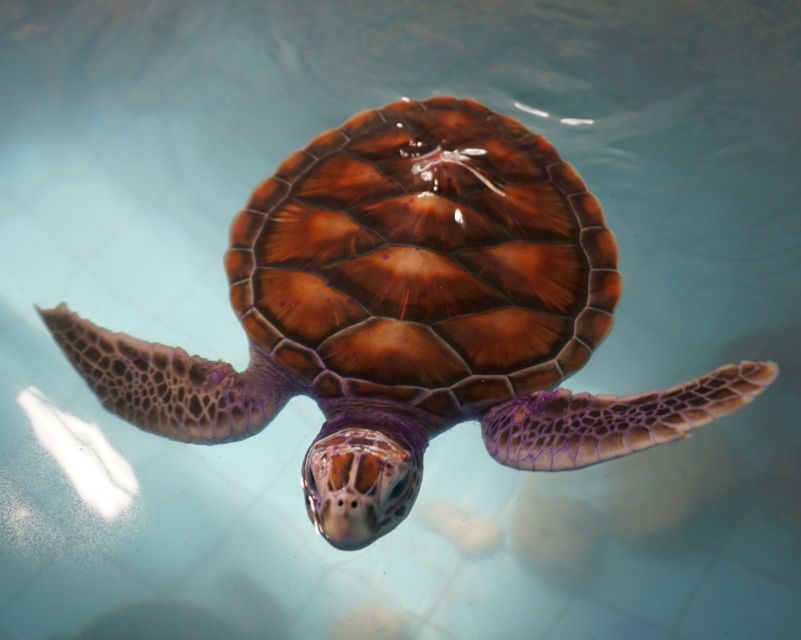Khao Lak: Bamboo Rafting, Elephants, and Turtle Center Tour - Observing Elephant Behavior