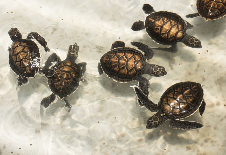 Khao Lak: Bamboo Rafting, Elephants, and Turtle Center Tour - Frequently Asked Questions