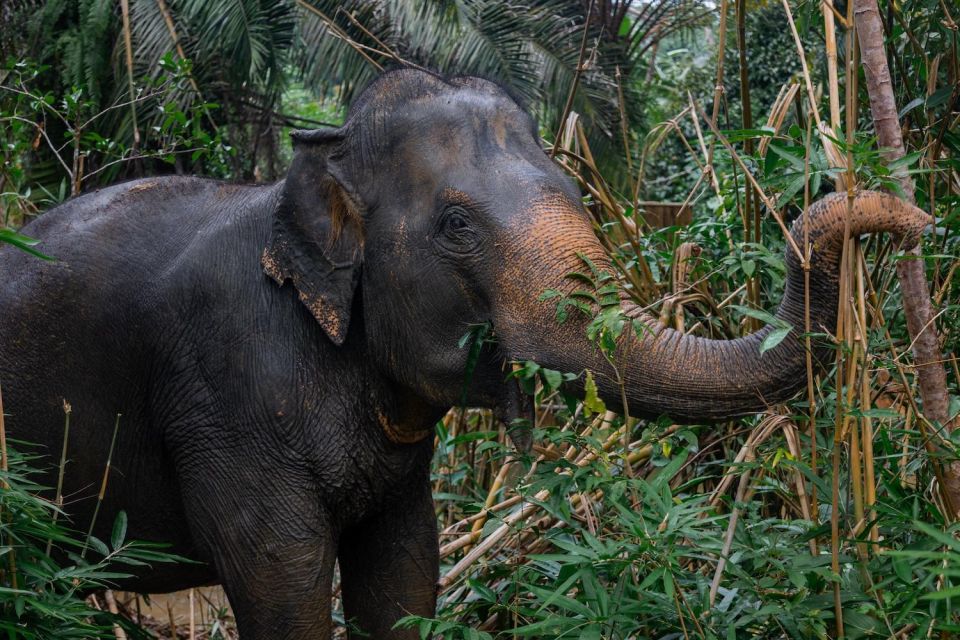 Khao Lak Eco Safari: Elephant Sanctuary Small Group Tour - Recommended Essentials