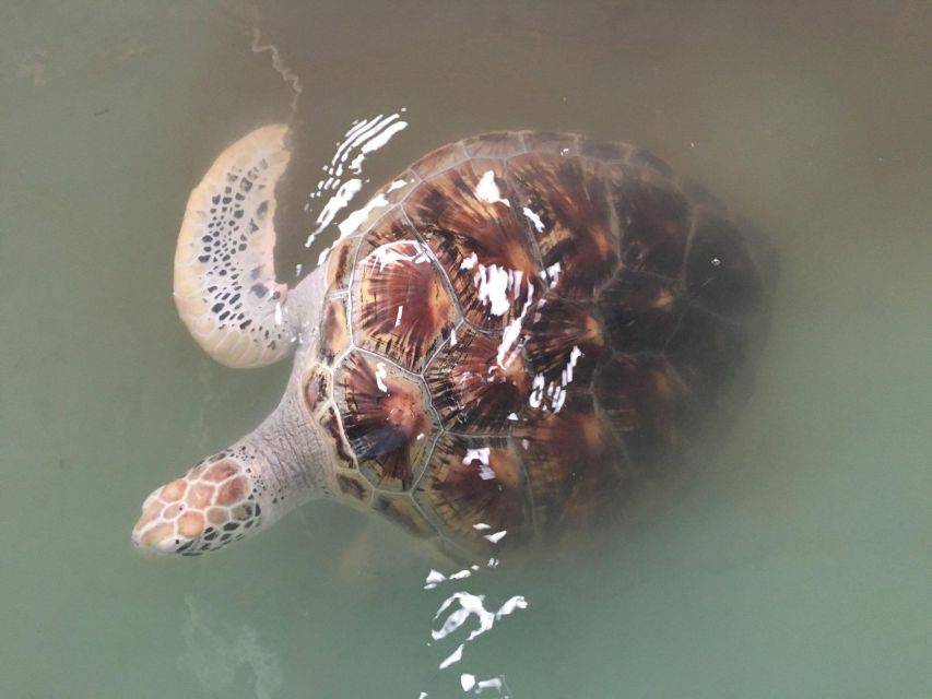 Khao Lak Eco-Safari: Elephants, Tsunami Museum, and Turtles - Key Points