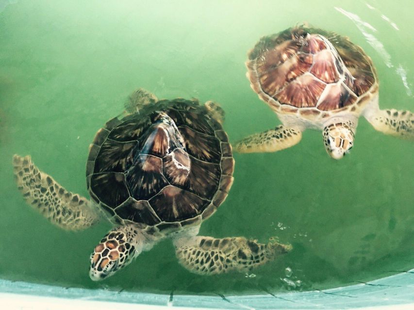 Khao Lak Eco-Safari: Elephants, Tsunami Museum, and Turtles - Sea Turtle Conservation