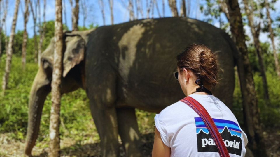 Khao Lak Eco-Safari: Elephants, Tsunami Museum, and Turtles - Complimentary Hotel Pickup and Drop-off