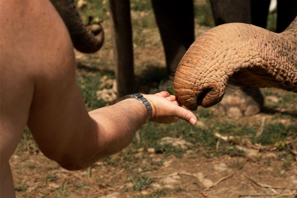 Khao Lak: Elephant Safari With Lunch - Turtle Conservation Center