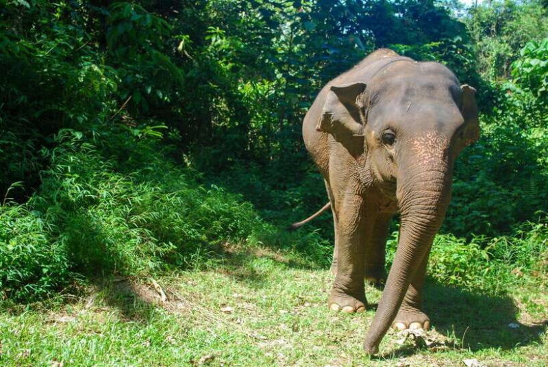 Khao Lak: Ethical Elephant Sanctuary Experience - Key Points