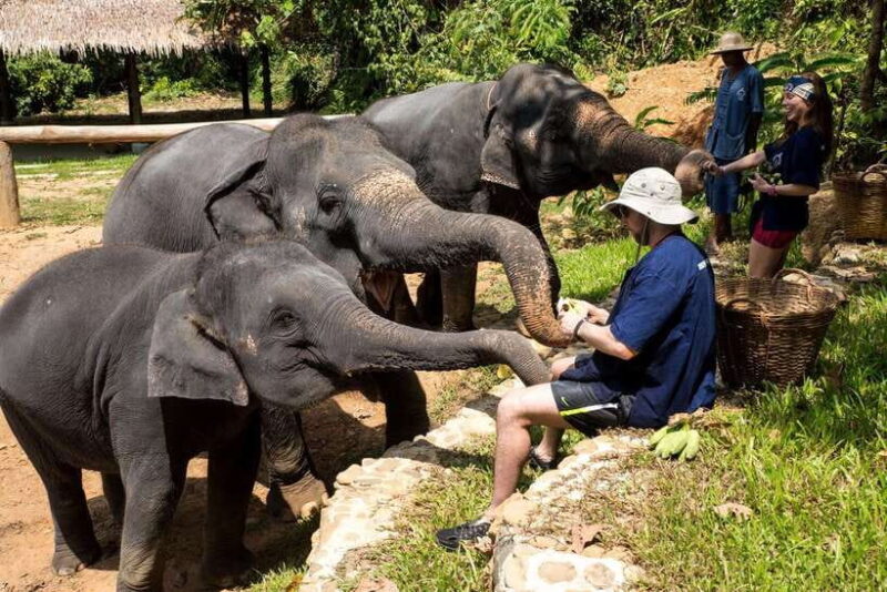 Khao Lak: Ethical Elephant Sanctuary Experience - Itinerary and Activities