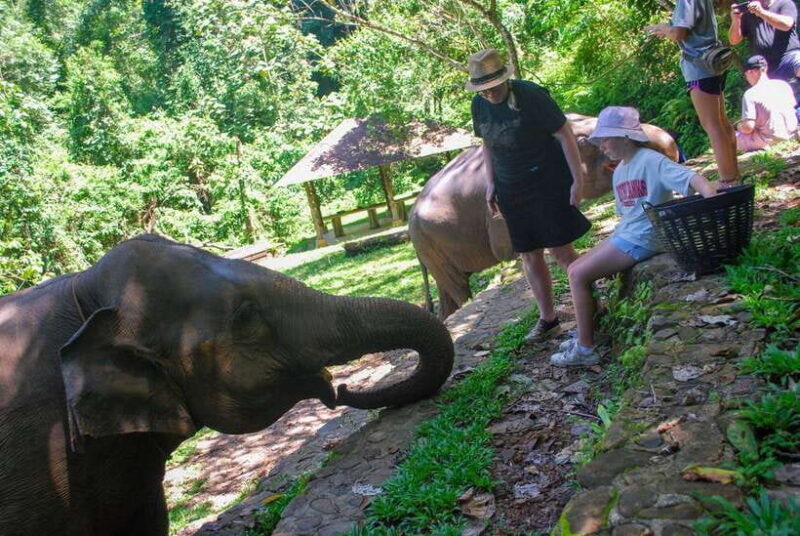 Khao Lak: Ethical Elephant Sanctuary Experience - Guest Experiences and Reviews