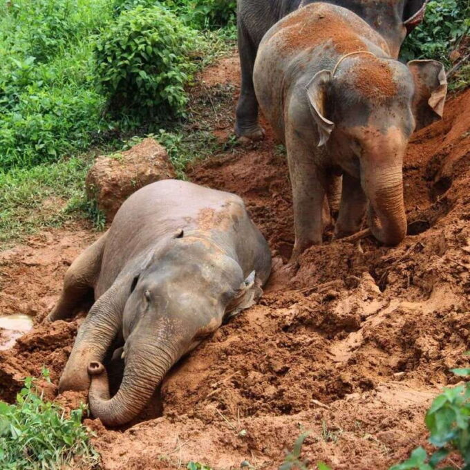 Khao Lak: Ethical Elephant Sanctuary Experience - What to Expect During Your Visit