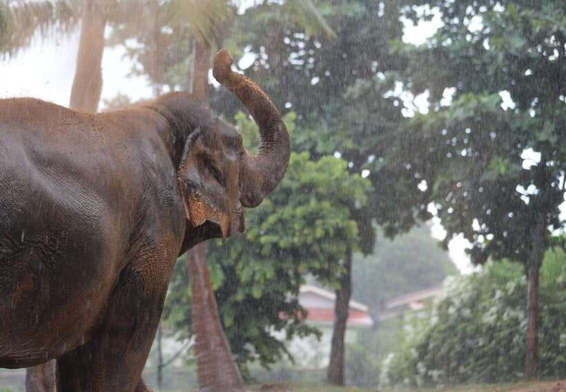Khao Lak: Ethical Elephant Sanctuary Overnight Adventure - Key Points