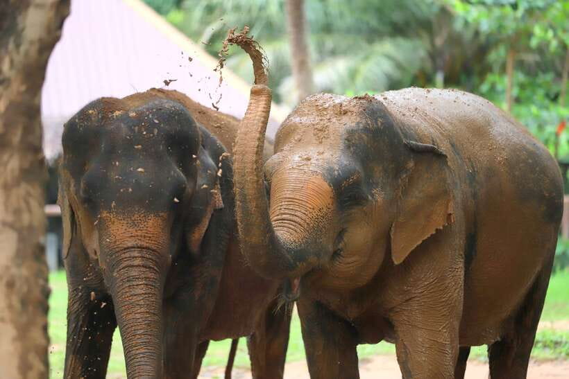 Khao Lak: Ethical Elephant Sanctuary Overnight Adventure - Sanctuary Mission and Conservation Efforts