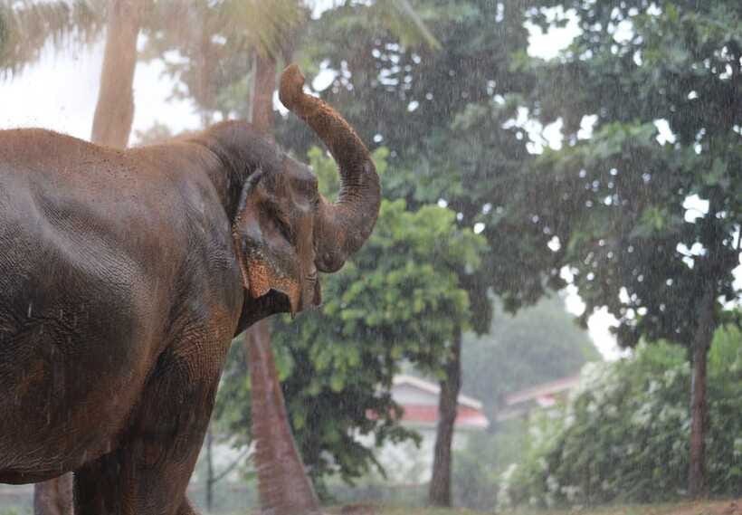 Khao Lak: Ethical Elephant Sanctuary Overnight Adventure - Walking With the Elephants