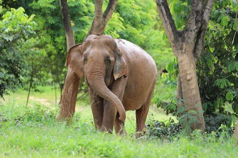 Khao Lak: Ethical Elephant Sanctuary Overnight Adventure - Observing Elephant Bathing