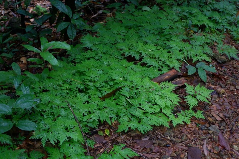 Khao Lak: Full-Day Khao Sok Jungle Walk and Canoeing Tour - Scenic Jungle Walk