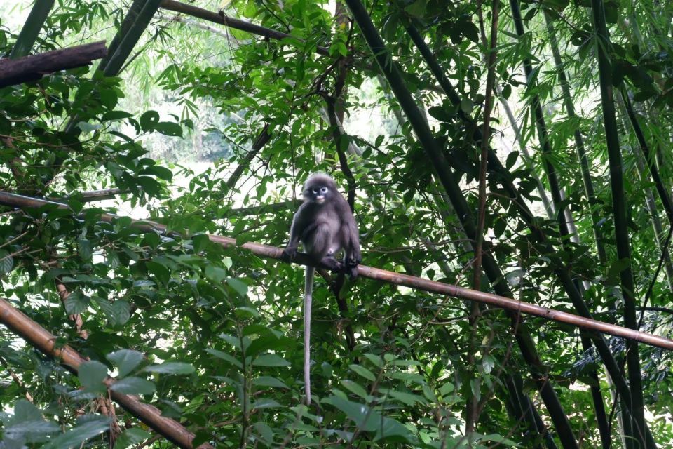 Khao Lak: Full-Day Khao Sok Jungle Walk and Canoeing Tour - Banghuarat Waterfall Visit
