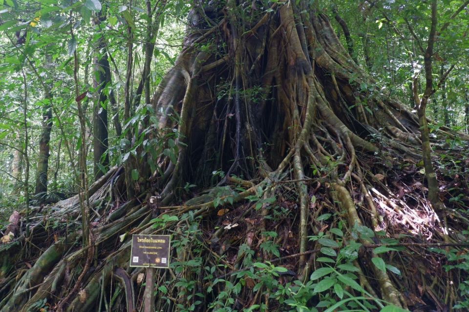 Khao Lak: Full-Day Khao Sok Jungle Walk and Canoeing Tour - Khaosok Viewpoint Panorama