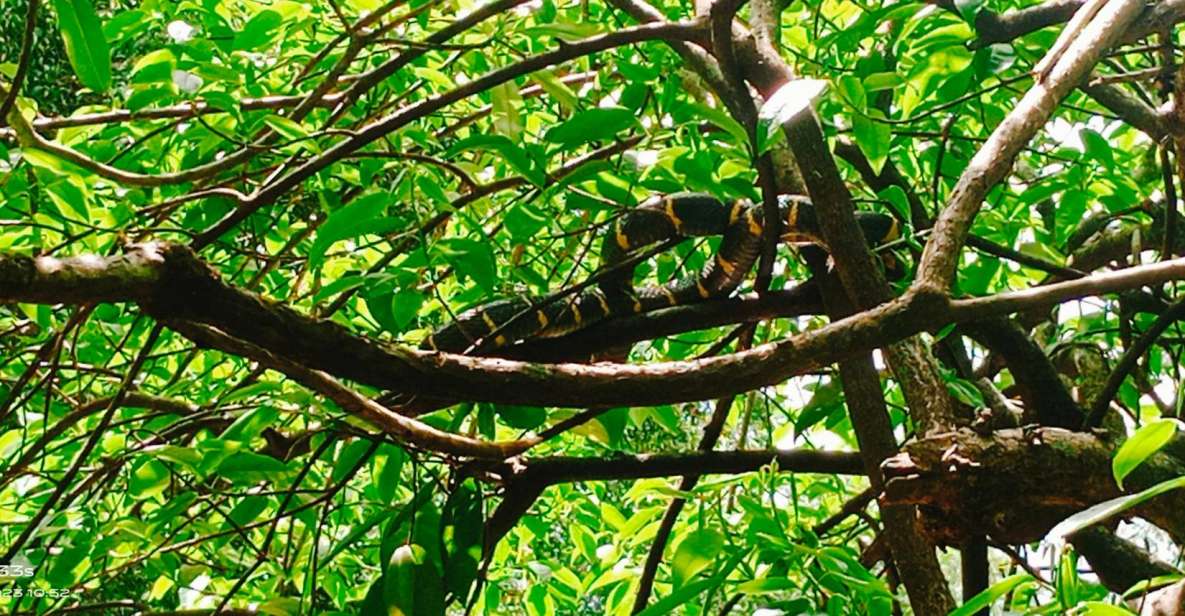 Khao Lak: Full-Day Khao Sok Jungle Walk and Canoeing Tour - Frequently Asked Questions