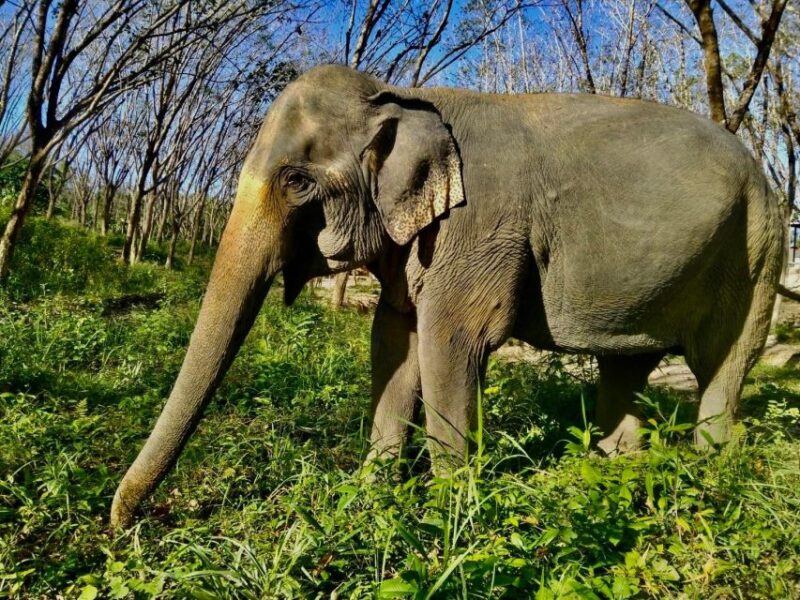 Khao Lak Guided Nature Walk & Elephant Experience - Experience Details