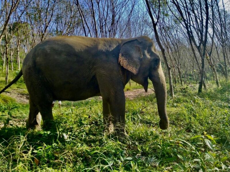 Khao Lak Guided Nature Walk & Elephant Experience - Booking Information