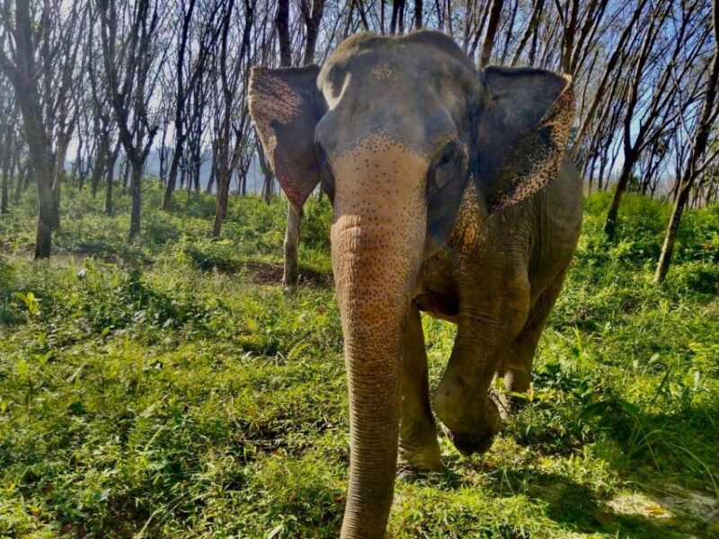 Khao Lak Guided Nature Walk & Elephant Experience - Elephant Sanctuary Highlights