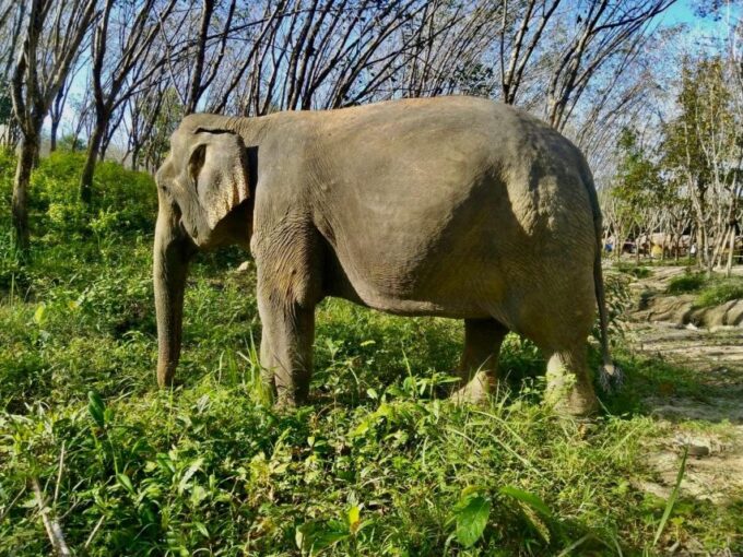 Khao Lak Guided Nature Walk & Elephant Experience - Guided Nature Walk Insights