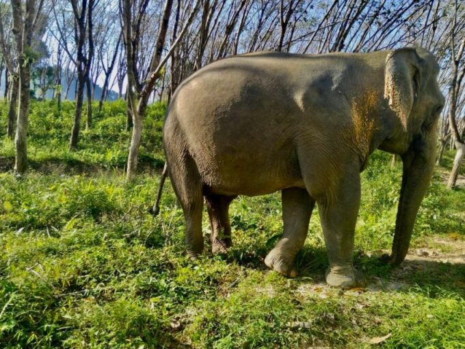 Khao Lak Guided Nature Walk & Elephant Experience - Frequently Asked Questions