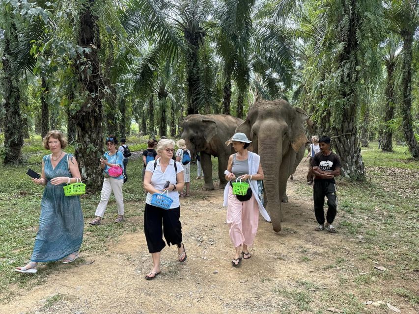Khao Lak: Khao Sok Elephant Sanctuary and Night Jungle Walk - Key Points