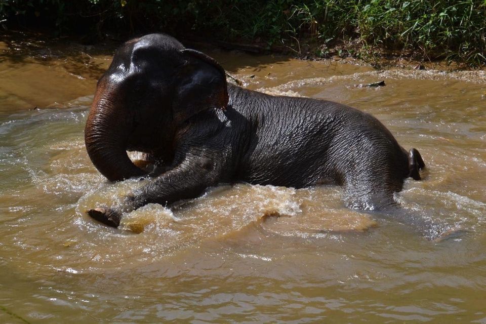 Khao Lak: Khao Sok Elephant Sanctuary and Night Jungle Walk - Feeding and Interacting With Elephants