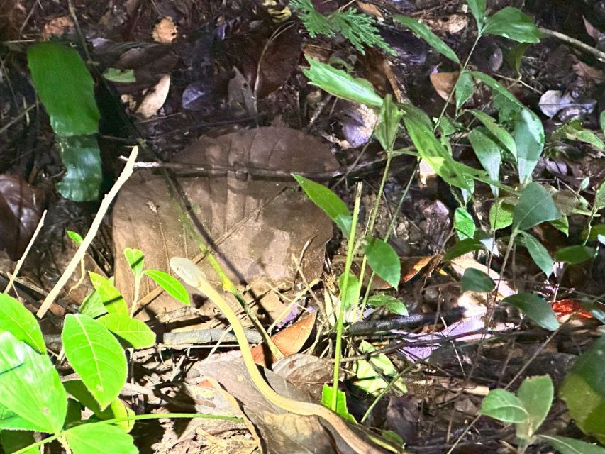 Khao Lak: Khao Sok Elephant Sanctuary and Night Jungle Walk - Wildlife Viewing and Waterfall