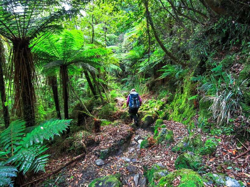 Khao Lak: Private Khao Sok Jungle Safari With Bamboo Rafting - Key Points