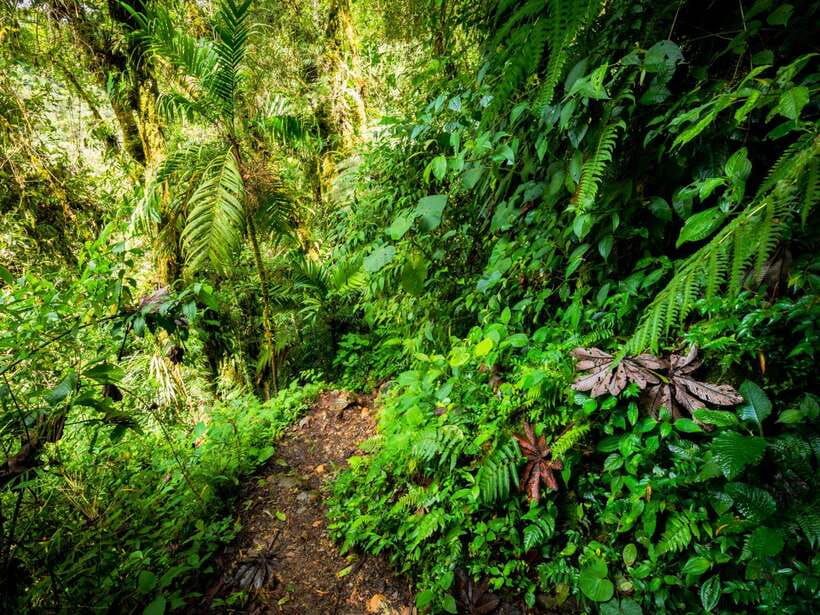 Khao Lak: Private Khao Sok Jungle Safari With Bamboo Rafting - Visit to Monkey Temple