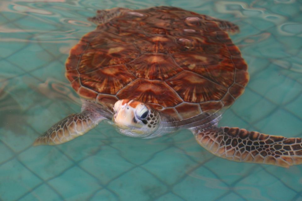 Khao Lak: Rafting, Elephant Bathing & Sea Turtle Center Tour - Sai Rung Waterfall Stop