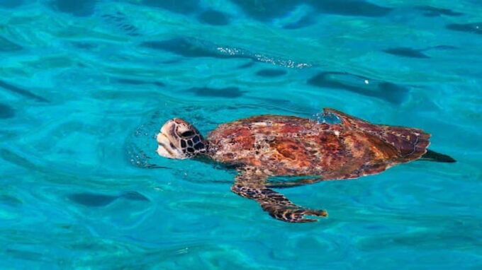 Khao Lak : Similan Islands Speed Catamaran Premium Morning - Recommendations for Visitors