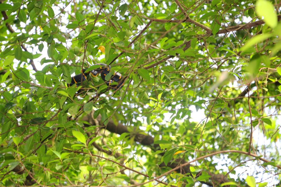 Khao Lak: Sri Phang Nga Canoe and Tam Nang Waterfall Tour - Exploring the "Little Amazon"