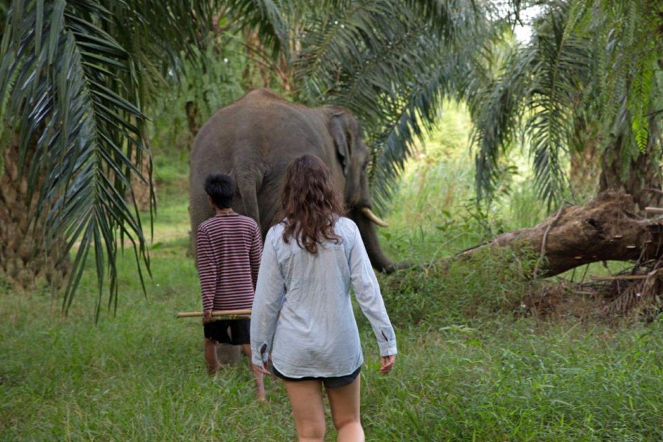 Khao Lak: Unique Dusk Ethical Elephant Sanctuary Experience - Asian Elephant Welfare Commitment