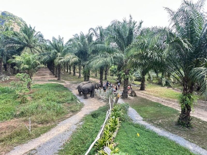 Khao Sok: Ethical Elephant Experience & Nature Walk - Activity Highlights
