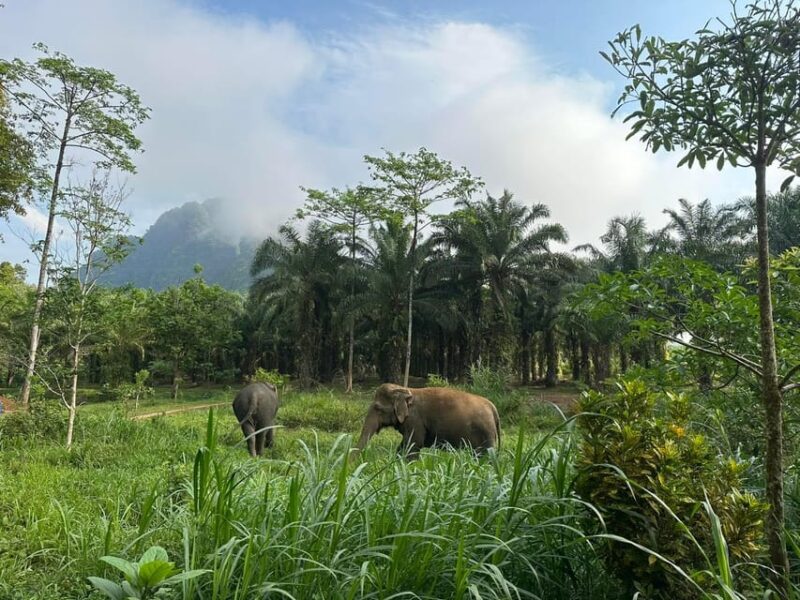 Khao Sok: Ethical Elephant Experience & Nature Walk - Sustainable Tourism Focus
