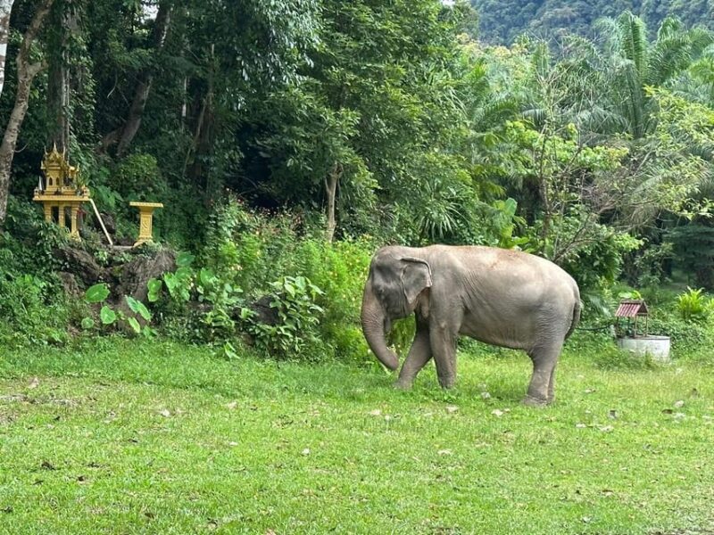 Khao Sok: Ethical Elephant Experience & Nature Walk - Tour Details