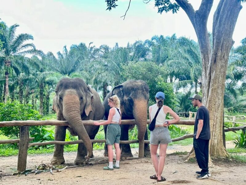 Khao Sok: Ethical Elephant Experience & Nature Walk - Ethical Elephant Care