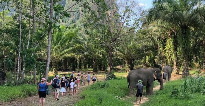 Khao Sok: Ethical Elephant Experience & Nature Walk - Taking in Nature