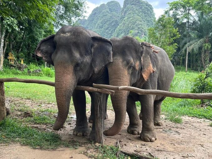 Khao Sok: Ethical Elephant Experience & Nature Walk - Conservation Efforts