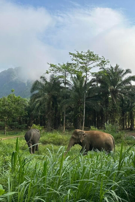 Khao Sok: Ethical Elephant Experience & Nature Walk - Visitor Information