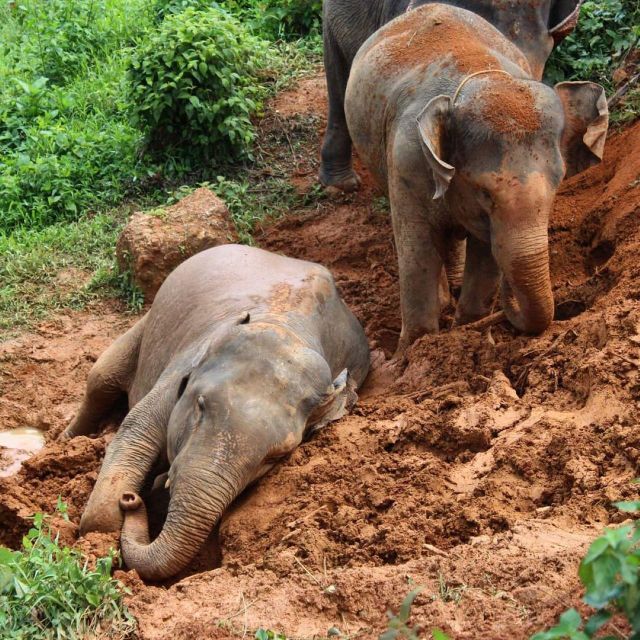Khao Sok: Ethical Elephant Sanctuary Experience - Daily Life of Elephants