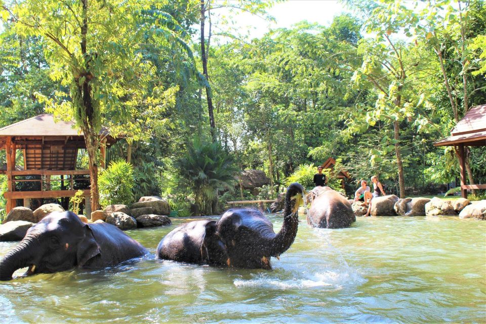 Khao Sok: Ethical Elephant Sanctuary Experience - Feeding the Gentle Giants